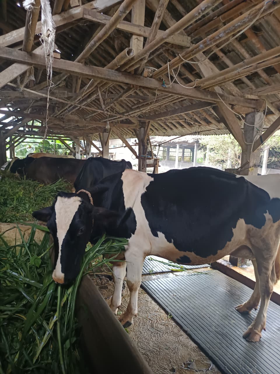 Kandang Pak Atang